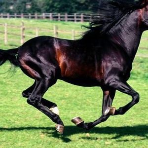 Meet your Posher, Manuel